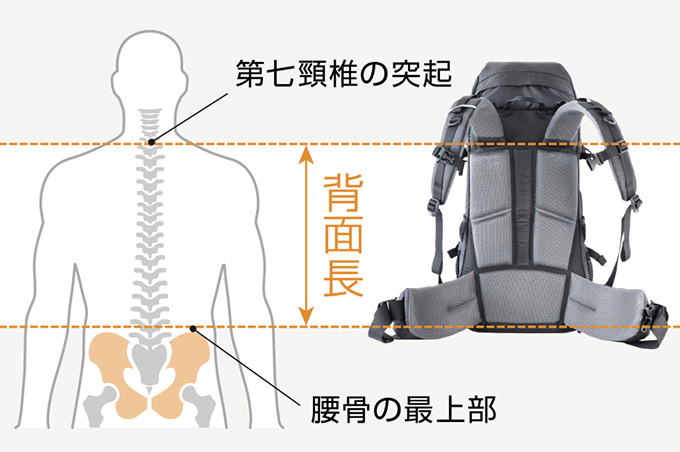 背面長の説明